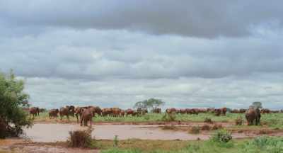 It reminds us of how it once was... - The Elephant Queen