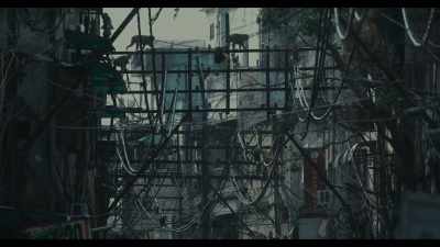 It rests, nests, bathes
and attacks in the same way. - All That Breathes