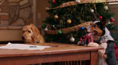 It'’s very special.
When Robert gets it to work, - Pups Alone