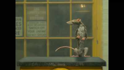 It sat up on its haunches - The Rat Catcher