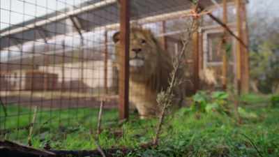 'It seemed clear to me - Britain's Tiger Kings - On the Trail with Ross Kemp