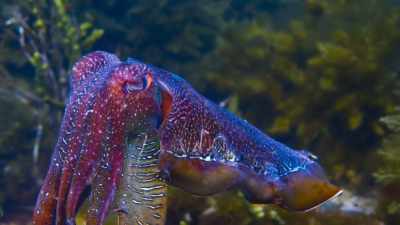It seems a small male
wouldn't stand a chance. - Blue Planet II