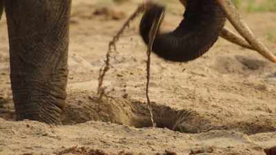 It seems they allow the sediment
to sink down their trunks and separate, - Our Great National Parks