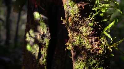 It seems compelled to climb upwards, - Our Planet
