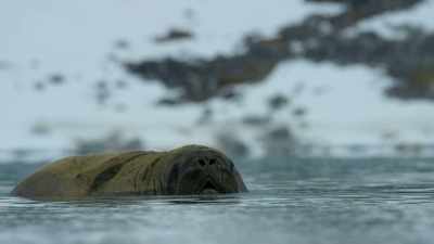 It seems that these enterprising
little creatures carry the genetic - Wild Ways of the Vikings