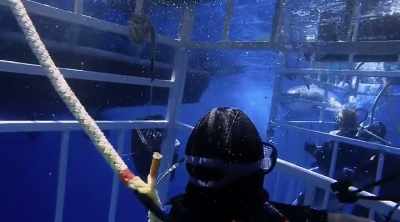 It sends a powerful
scent to the shark, - Shark Attack Files