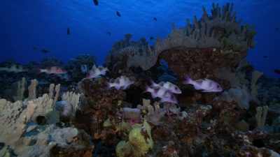 It shows that Niue has
really done an amazing job - Protecting Paradise: The Story of Niue