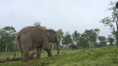 It was so painful for us and also Ammu. - The Elephant Whisperers