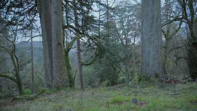 It was something
about this tall, OK? OK. - Spooked Scotland