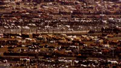 It sounds a bit silly - Racing Extinction