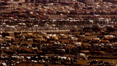 It sounds a bit silly - Racing Extinction