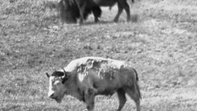 It had special spiritual power
and sacred meaning. - The American Buffalo