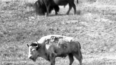 It had special spiritual
power and sacred meaning. - The American Buffalo