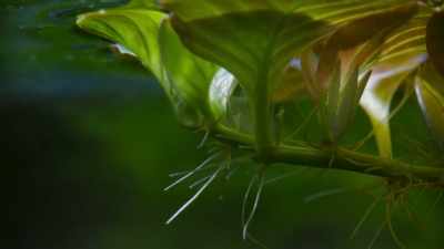 It spreads by developing
a chain of tiny rafts. - The Green Planet