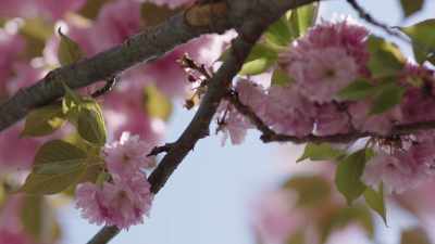 It was springtime. - Lorena