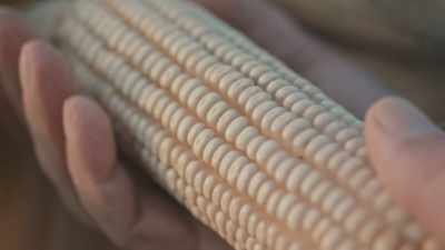 It starts with the corn
growing in the soil - Neat: The Story of Bourbon