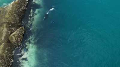 It stays close to the rocks, - Wild Isles