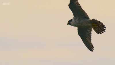 It surveys the flock from on high... - Wild Isles