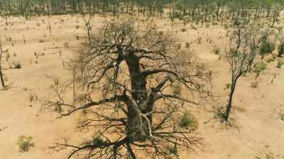 It survives here in part
thanks to its ability - The Green Planet