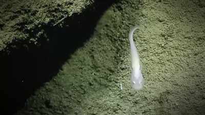 IT SURVIVES PRESSURE 1,000 TIMES GREATER - Strange Evidence