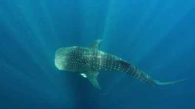 It swims slowly,
gently harvesting the plankton. - Seven Worlds, One Planet