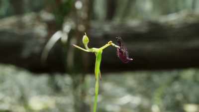 It synchronises its emergence
with the brief mating season - The Green Planet