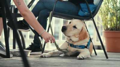 It takes a lot of self-control for a dog - Inside the Mind of a Dog