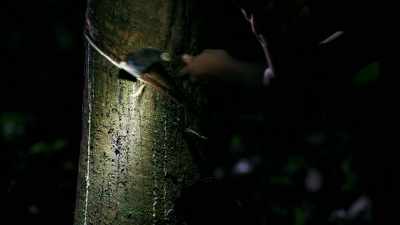 It takes about two years for a
tree to produce enough rubber - This Giant Beast That is the Global Economy