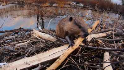 It takes creative vision - The Secret Lives of Animals