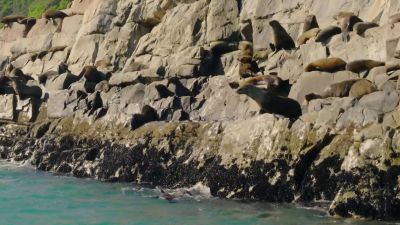 It takes one brave seal to lead the way. - Hostile Planet