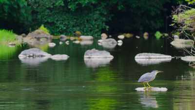It takes persistence and practice
to fool prey. - The Secret Lives of Animals