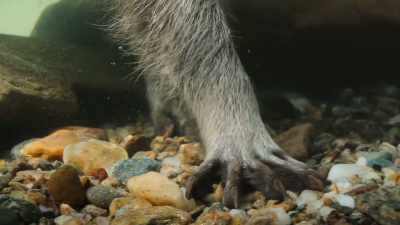 It takes trial and error,
but by staying focused... - The Secret Lives of Animals