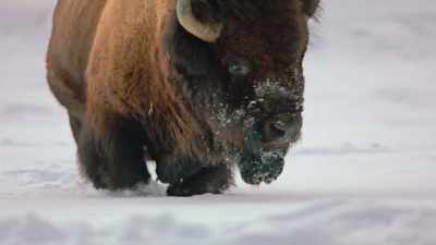 It takes us - The American Buffalo