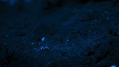 It tastes for scent. - Blue Planet II
