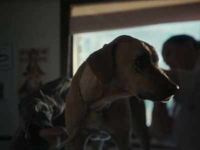 It has testicles like a dog
but with no penis - Un amor