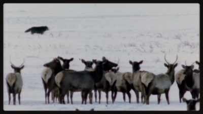It was the beginning - Epic Yellowstone