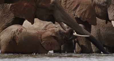 It is the one occasion
that her status as monarch is equaled. - The Elephant Queen