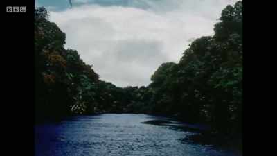 It was the same jungle that
Edgar Mittelholzer had described - Can't Get You Out of My Head