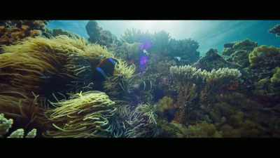 It is the world's largest
coral reef ecosystem, - Envoy: Shark Cull
