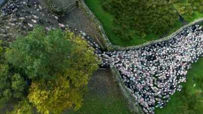 It was their best gather
we've had on that fell this year. - Europe From Above