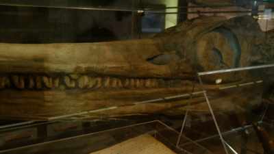 It was then, that the
popular name sea dragon - Attenborough and the Sea Dragon