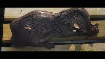 It was third of March actually
when I was lucky enough to - Billy & Molly: An Otter Love Story