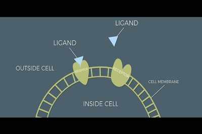 It was thought for any drug
to work in your system, - Stressed