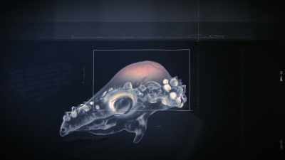It was thought that maybe they were
using them for headbutting each other - Prehistoric Planet