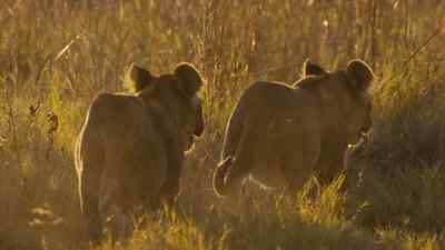It is time for her cubs
to join the pride. - Predators