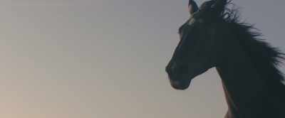 It took me a long time to realize
why that was true, - Black Beauty