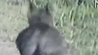 IT TURNS ITS HEAD TO THE SIDE
AND ITS PROFILE IS REALLY WEIRD. - Strange Evidence
