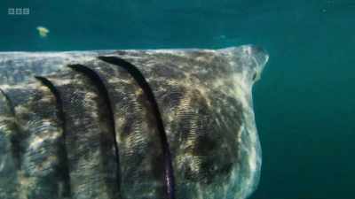 It uses special sieve-like
structures on its gills - Wild Isles