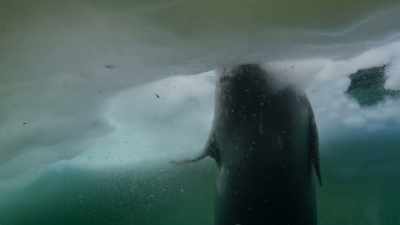It uses its teeth - Frozen Planet II