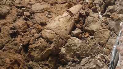 IT WAS 11 3/4 INCHES LONG. - Dino Hunters